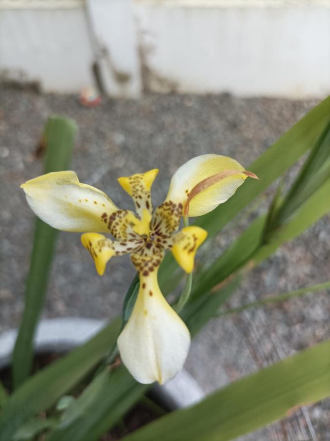 Tropical Appartement ปารามารีโบ ภายนอก รูปภาพ